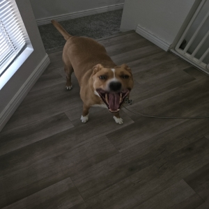 adoptable Dog in Mesa, AZ named NUGGET