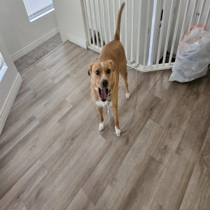 /images/pets/original/2178110_52185_20250416_092718.webp
