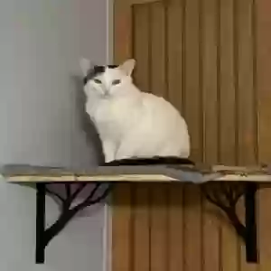 adoptable Cat in Dunnville, KY named Sugar