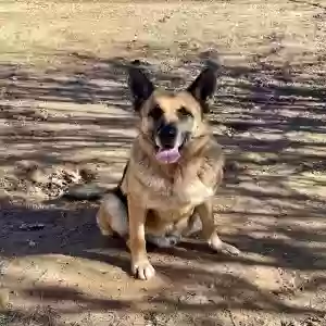 adoptable Dog in Muskogee, OK named Hans