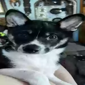 adoptable Dog in Newton, IA named Lightning and pickles
