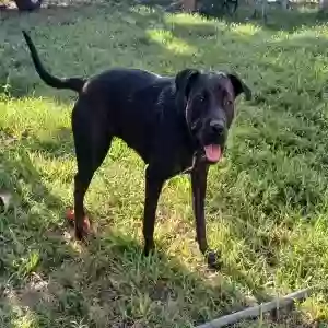 adoptable Dog in Miami, FL named Luna