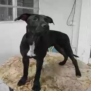 adoptable Dog in Miami, FL named Kiki