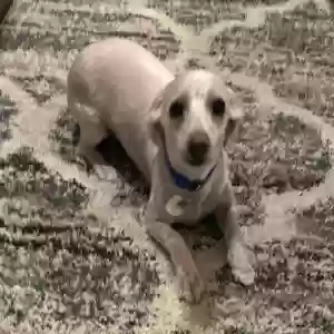 adoptable Dog in Mckinney, TX named Muffin