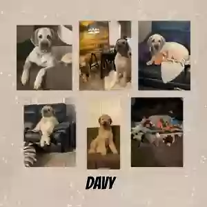 adoptable Dog in Carlyle, IL named Davy