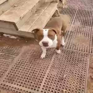 adoptable Dog in Alamogordo, NM named Zeke
