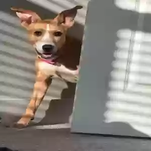 adoptable Dog in Alpharetta, GA named Sade