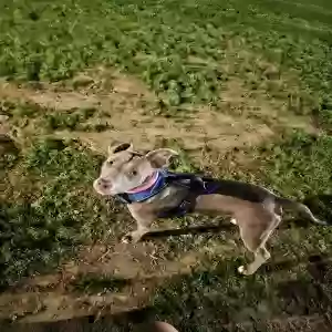 adoptable Dog in Mesa, AZ named Sweetie