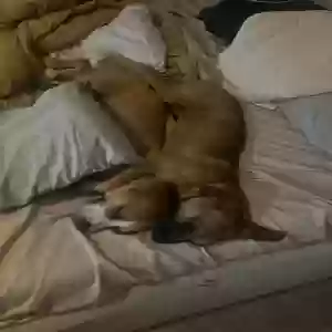 /images/pets/original/2178401_actual_two.webp