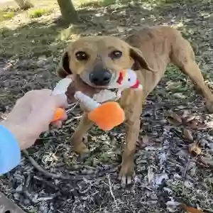 adoptable Dog in Neelyville, MO named Ginger