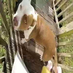 adoptable Dog in Jacksonville, FL named Brandi