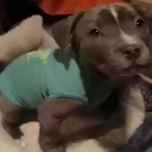 adoptable Dog in Fond Du Lac, WI named Apollo