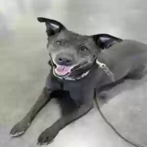 /images/pets/original/2178559_actual_two.webp