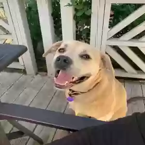 adoptable Dog in Conway, AR named Howie