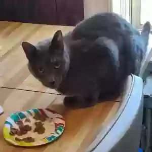 adoptable Cat in Brooklyn, NY named Ferghus