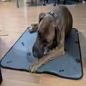 /images/pets/original/2178600_57865_PXL_20250131_011136091.webp