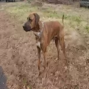 adoptable Dog in Pendergrass, GA named Lucas