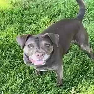 adoptable Dog in Royal Oak, MI named Bailey