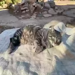 adoptable Cat in Sasabe, AZ named Jefe