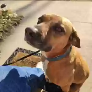 adoptable Dog in Clarkesville, GA named buster