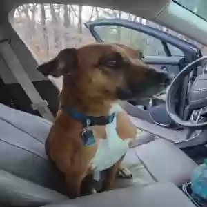 /images/pets/original/2178687_77319_4999779021684482773.webp