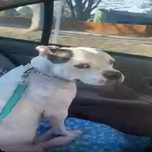 adoptable Dog in Greeley, CO named Ida