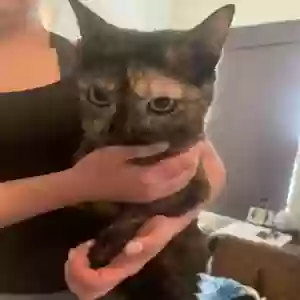 adoptable Cat in Los Lunas, NM named Unknown