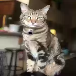 adoptable Cat in Prescott, AZ named Tate
