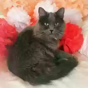 adoptable Cat in Prescott, AZ named Mia