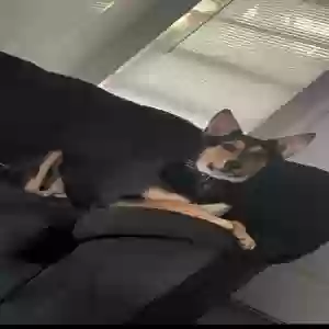 /images/pets/original/2178857_actual_two.webp