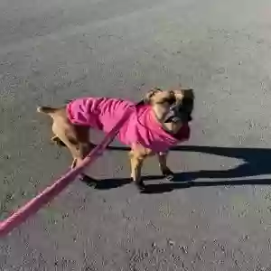 adoptable Dog in Dewey, AZ named Brownie