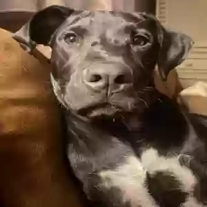 adoptable Dog in Oklahoma City, OK named Buddy