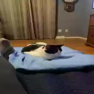 adoptable Cat in Nora Springs, IA named Molly and Max