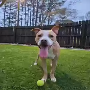 adoptable Dog in Fayetteville, GA named Belle