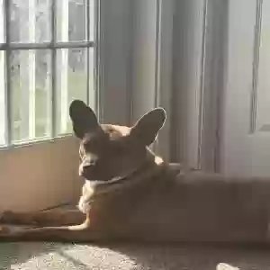 adoptable Dog in Orlando, FL named Riley