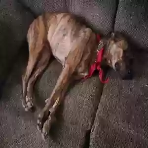 adoptable Dog in Cincinnati, OH named Skittles