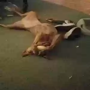 /images/pets/original/2179123_actual_three.webp