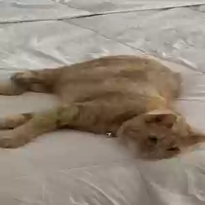 adoptable Cat in Smyrna, GA named Unknown