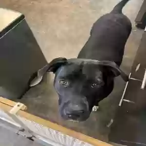 adoptable Dog in Tucker, GA named Daisy