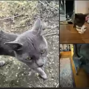 adoptable Cat in Chelsea, MA named Oliver