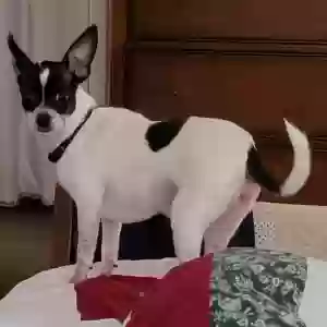 adoptable Dog in Wilmington, DE named MJ