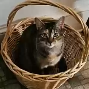 adoptable Cat in Wilmington, DE named Hope