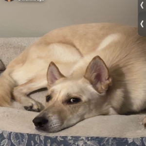 /images/pets/original/2179253_90234_IMG_7696.webp
