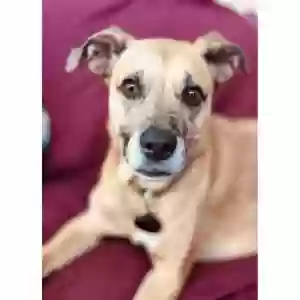 adoptable Dog in Marietta, GA named Piglet