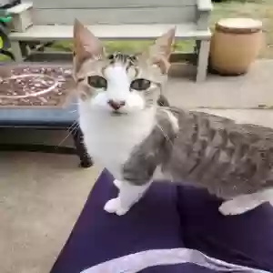 adoptable Cat in Newark, TX named Juice