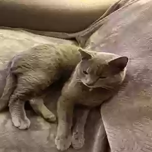 adoptable Cat in Bayonne, NJ named Toby