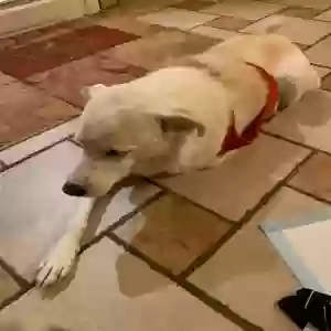 adoptable Dog in Snellville, GA named Mikey