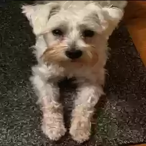 adoptable Dog in Racine, WI named Milo