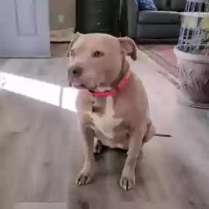 adoptable Dog in Newton, IA named Stella