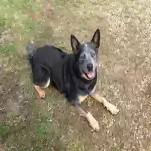 adoptable Dog in Parthenon, AR named Bear